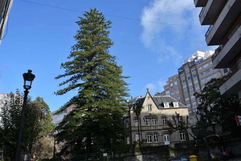 Araucaria