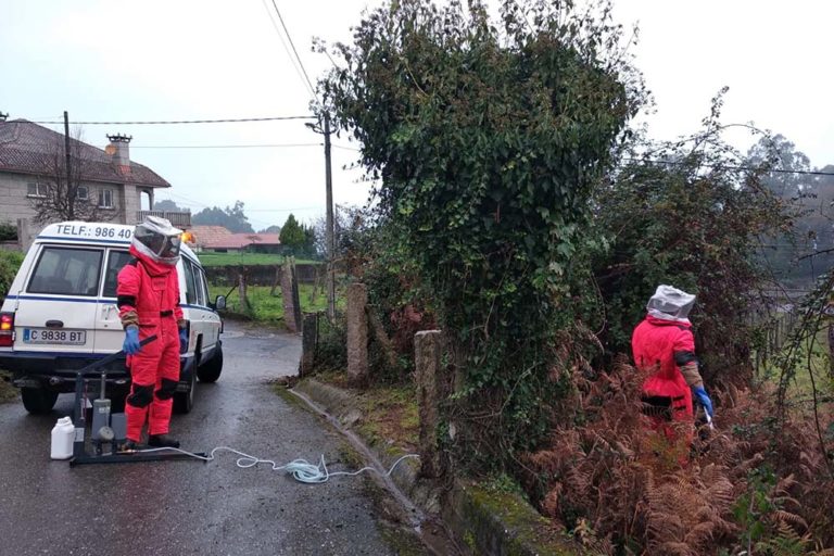 Redondela comezará os traballos de ‘trampeo’ contra a Velutina
