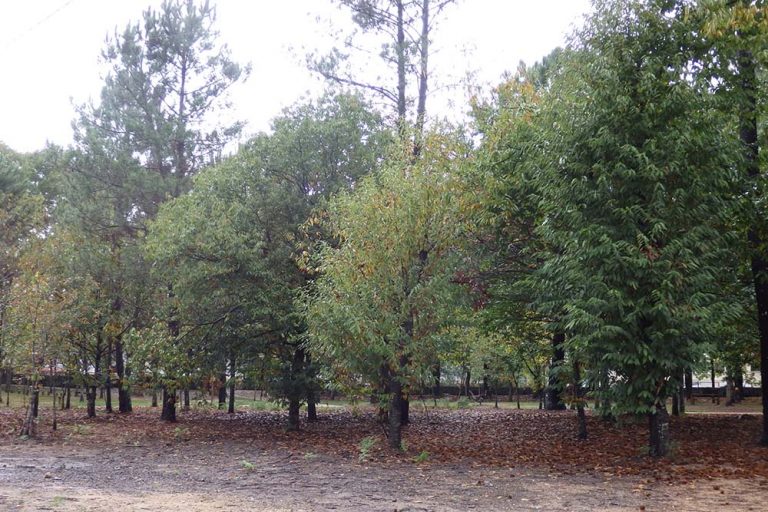 Ponteareas renegocia as condicións de cesión do parque Ferro-Ucha
