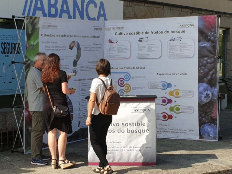 As campaña da Deputación de control da acacia e impulso de froitos do bosque, chega ás Neves