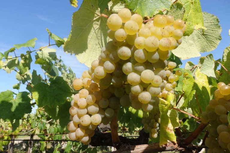 Areeiro destaca que o bo tempo acelerou a maduración da uva albariña