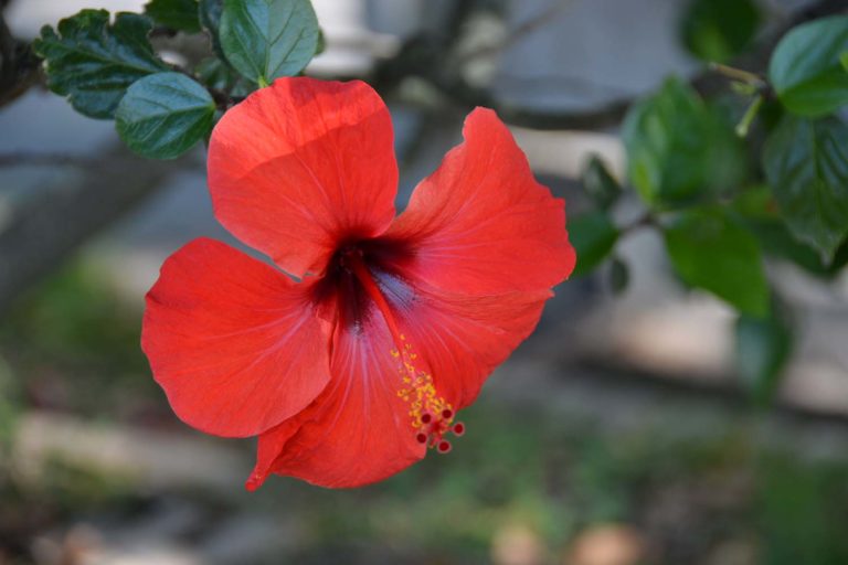 HIBISCUS, apreciada en la antigüedad por sus propiedades medicinales