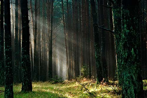 Mesa de traballo sobre as novas normativas forestais que se poñerán en marcha en Galicia