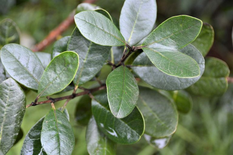 Feijoa, una relación de lo más enrevesada