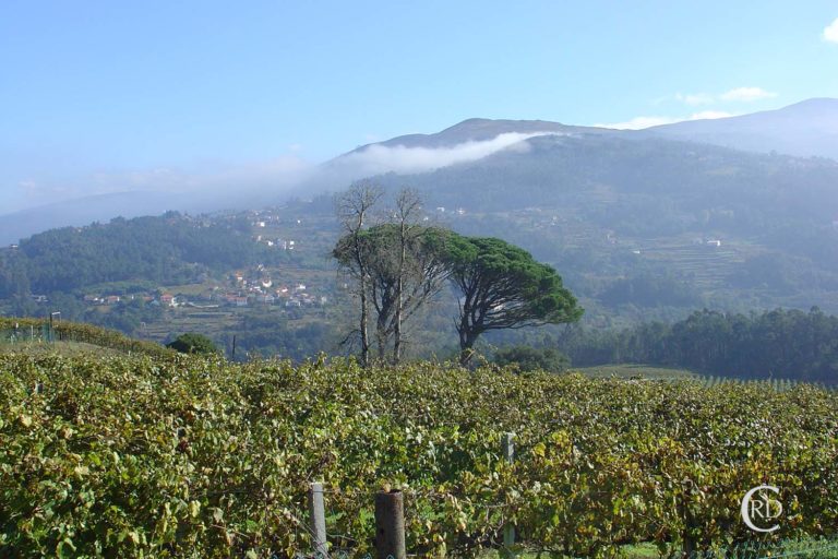 Recomendacións do Areeiro para poda das viñas, froiteiras e plantas leñosas