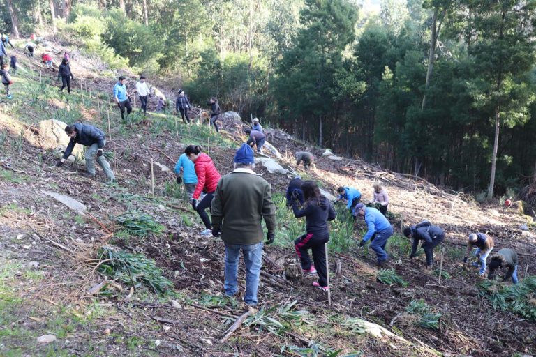 Medio cento de persoas participan na Guarda na andaina e reforestación de «O Camiño Aguárdate»