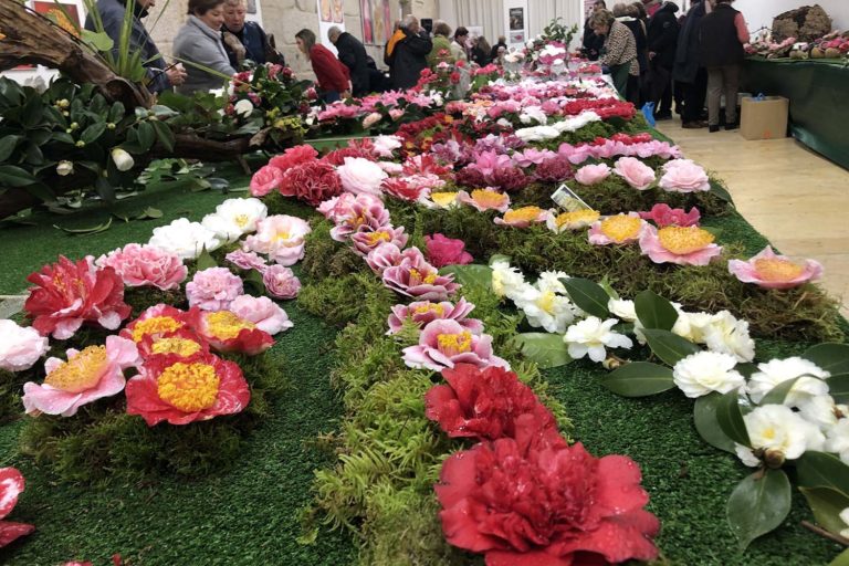 Esta fin, «V Mostra da Camelia Cidade de Tui»