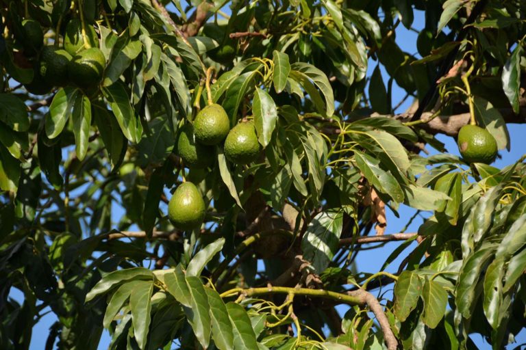 Aguacate, ‘el Oro Verde’