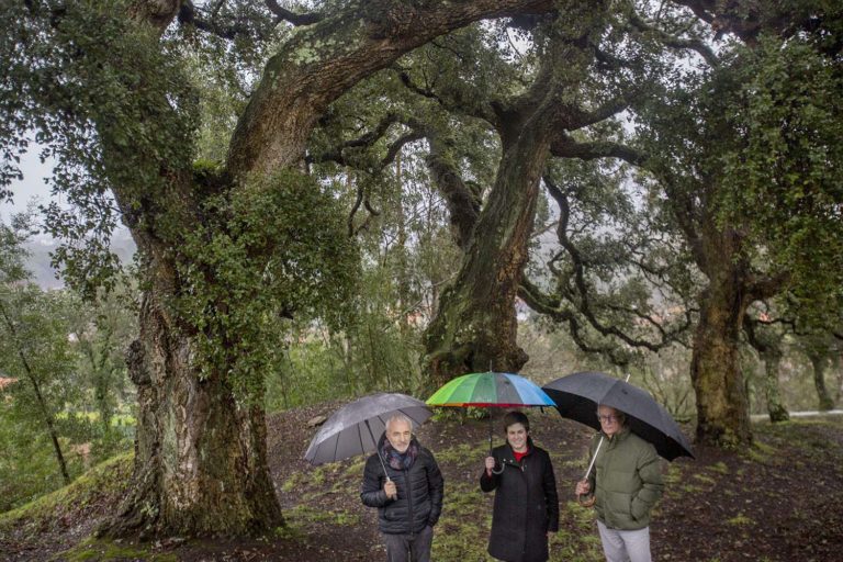 O Rosal solicita incluir as sobreiras da Ermida da Madalena no Catálogo de Árbores Senlleiras de Galicia