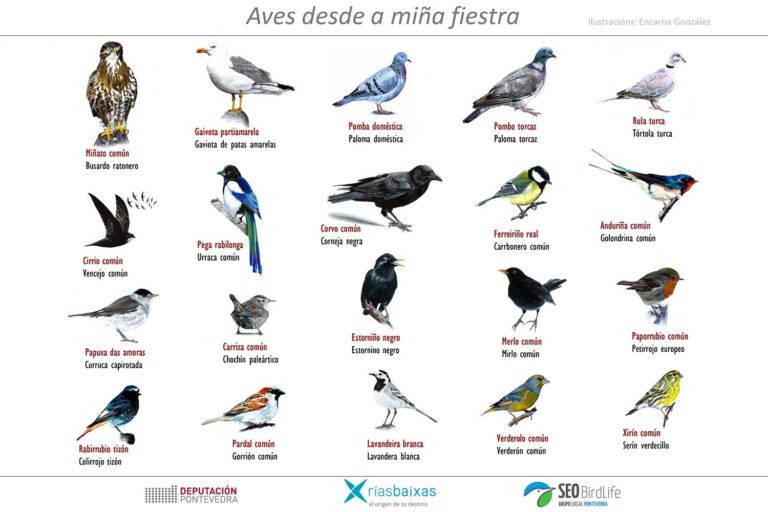 Deputación e Seo BirdLife lanzan #AvesDesdeCasa, acción de sensibilización medioambiental para o confinamento