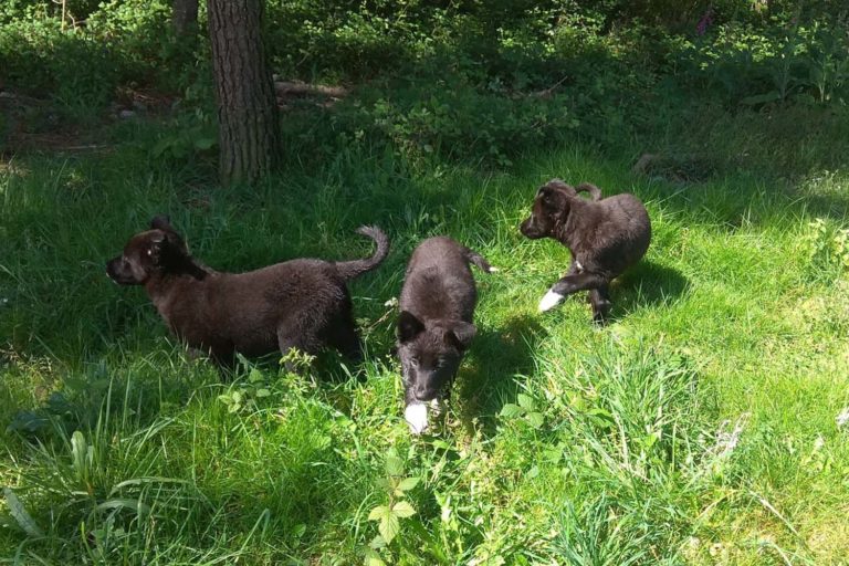 En dúas xornadas o CAAN salva a nove cachorros na zona do Deza, dous deles nunha fosa de zurro dunha explotación gandeira
