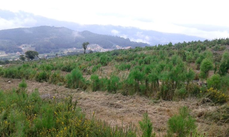 Os montes do Viso, incluídos no rexistro de proxectos de absorción de CO2 do Ministerio para a Transición Ecolóxica