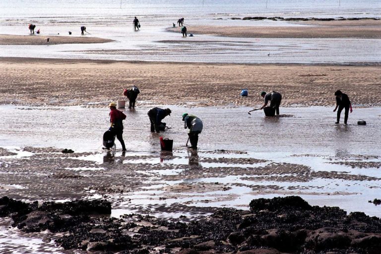 A Deputación adianta o lanzamento das bases de axudas ás confrarías, mariscadoras e cooperativas agrogandeiras