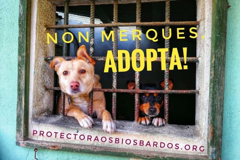 O Concello de Ponteareas apoia o traballo da protectora de animais Os Biosbardos cunha achega de 5.000 euros