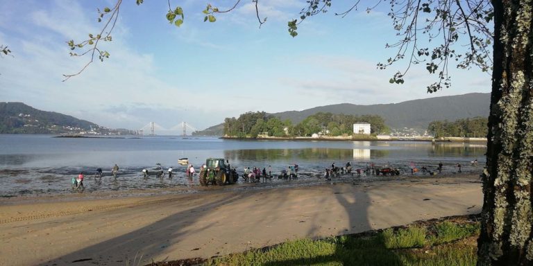 Os informes sobre a recollida de algas en Redondela subliñan que “realízase de xeito totalmente manual”