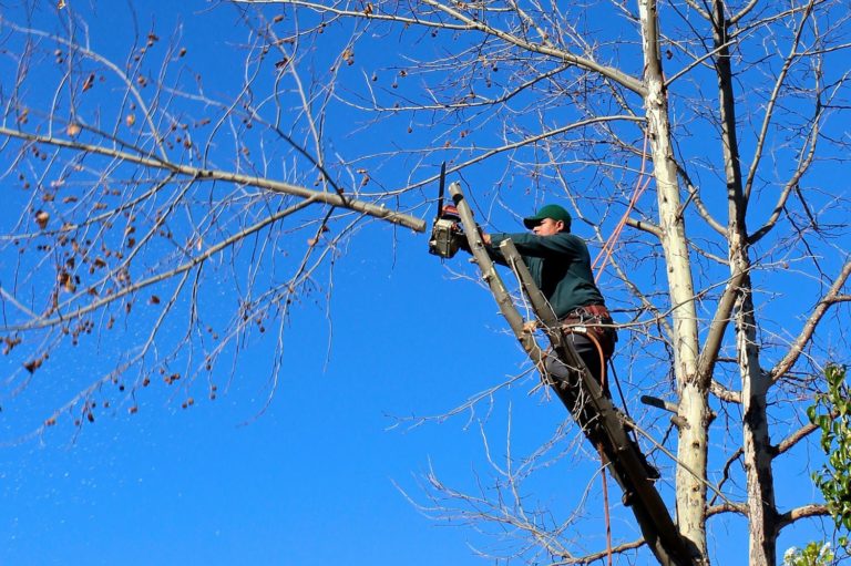 A Asociación Forestal de Galicia organiza un curso de técnicas de poda en Salceda