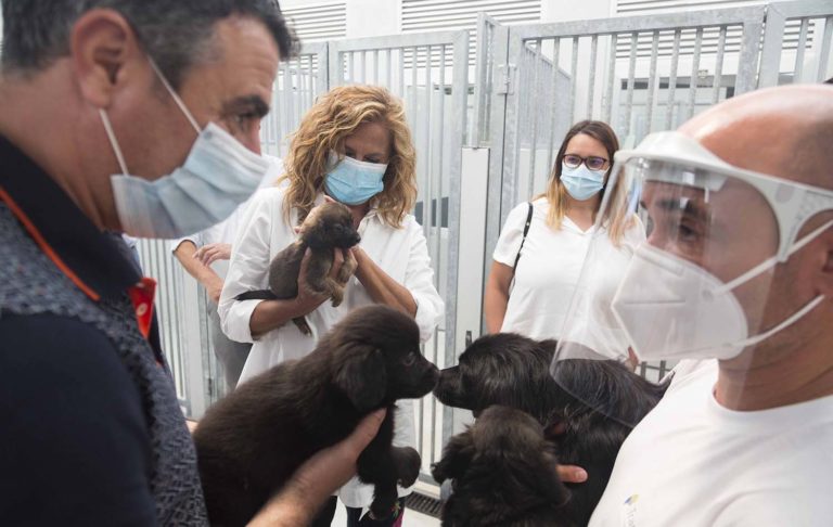 O CAAN da Deputación de Pontevedra supera as 300 adopcións no que vai de ano