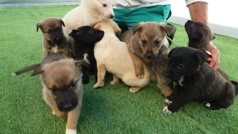 O CAAN da Deputación rescata 28 cachorros de catro camadas en Salvaterra, A Cañiza e Meaño