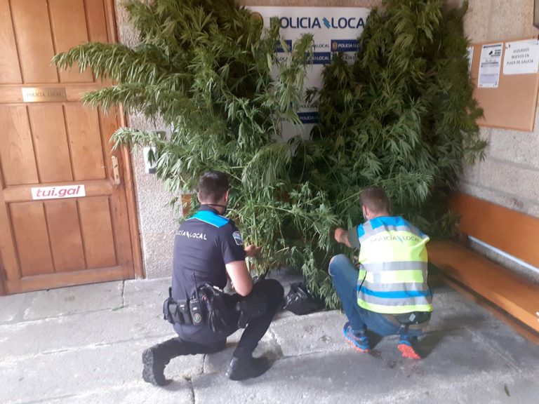 A Policía Local, en colaboración coa Garda Civil, interveu unha plantación de marihuana en Ribadelouro