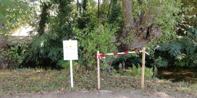 Medio Ambiente conserva e sinaliza un niño de ‘Avispón Europeo’ autóctono unha das poucas especies depredadoras da Vespa Velutina