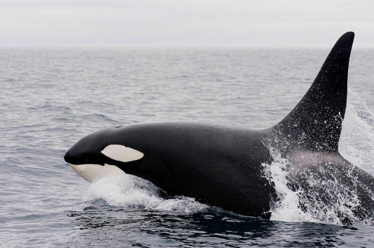 Salvamento Marítimo alerta dun avistamento de orcas nas Rías Baixas