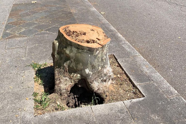 O BNG denuncia a talla de árbores centenarias e catalogadas no paseo do Tea en Mondariz Balneario