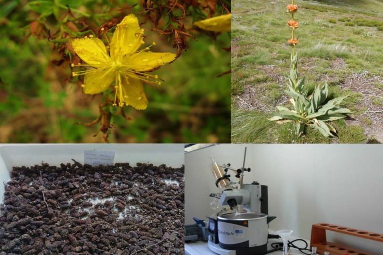 A Biblioteca «Xoán Xosé Pérez Labaca» de Mondariz acolle unha xornada sobre ‘aproveitamento sostible de plantas galegas de interese medicinal’