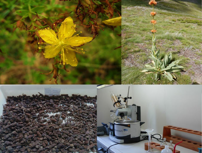 Mondariz acollerá a xornada “Aproveitamento sostible de plantas galegas de interese medicinal, aromático e cosmético”