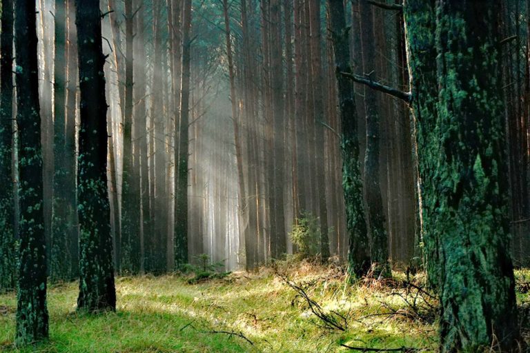 A Asociación Forestal de Galicia compensa a súa pegada de carbono coa reforestación de montes afectados por incendios forestais
