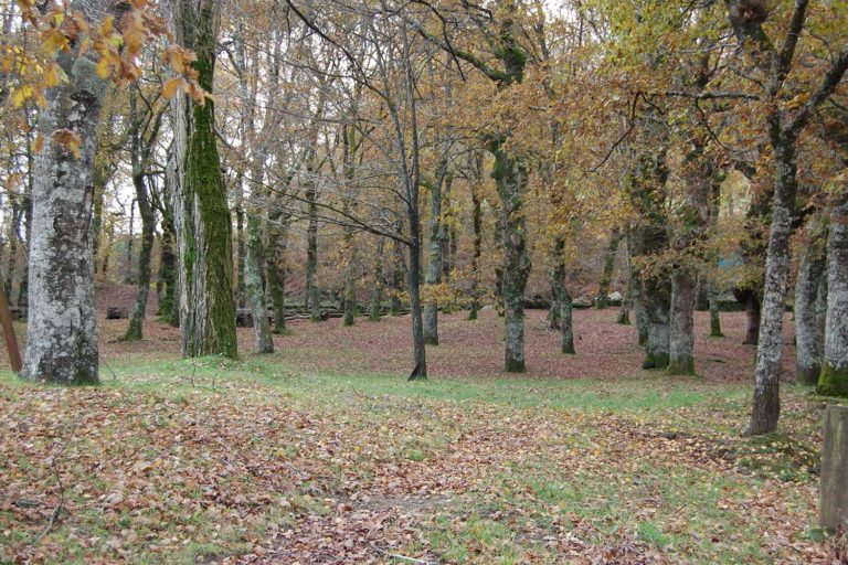 Salceda de Caselas acollerá un curso sobre a xestión de xuntas reitoras de comunidades de montes