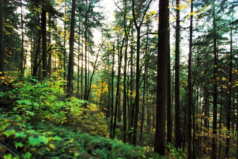 As Neves acolle un curso sobre Certificación Forestal organizado pola Asociación Forestal de Galicia
