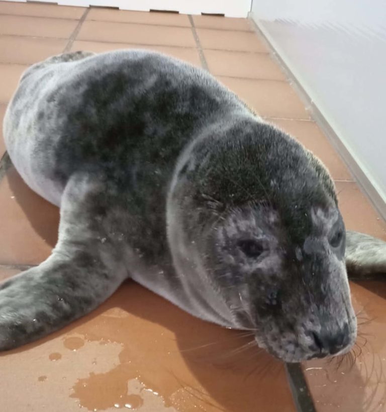 A tempada de lobos mariños adiántase este ano co rescate dos dous primeiros exemplares na costa galega