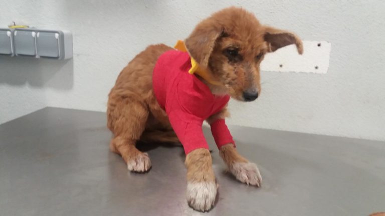 Final feliz para ‘Muti’ a cadela adoptada en Vigo trala súa recuperación no CAAN da Deputación