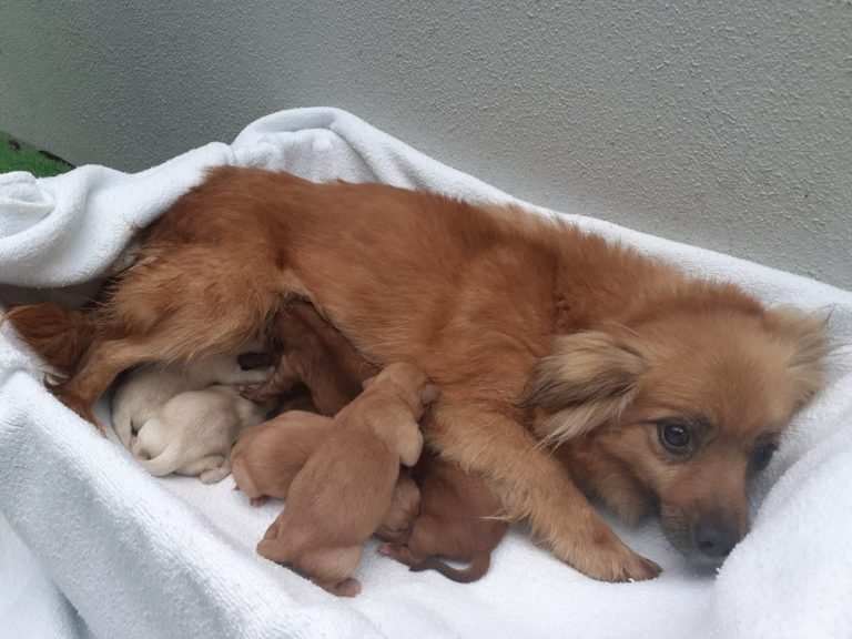 O CAAN da Deputación recolleu unha camada cun total de 7 cachorros en Porriño