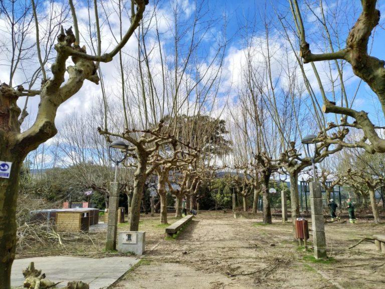 Tomiño continúa os labores de mantemento e renovación do arboredo municipal