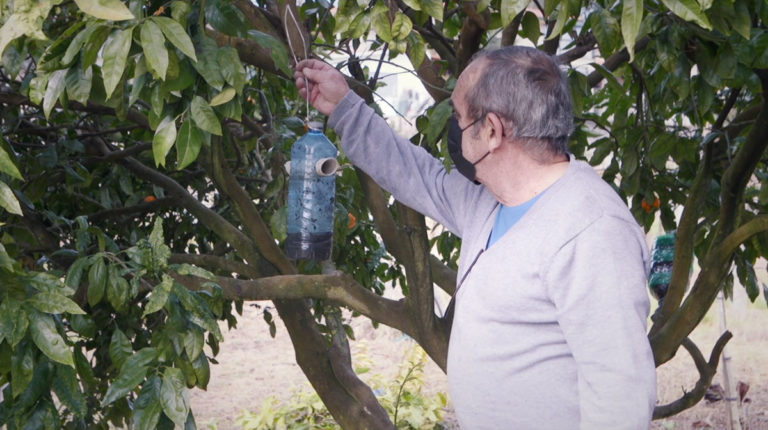 O Concello pon en marcha unha campaña para distribuír trampas para vespa velutina polo Rosal