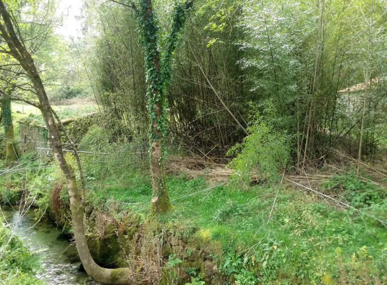 Actuación de eliminación de especies invasoras na beiras do río Tripes