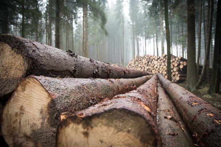 Os propietarios forestais da provincia de Pontevedra ingresan 25,9 millóns de euros por vendas de madeira no 2020