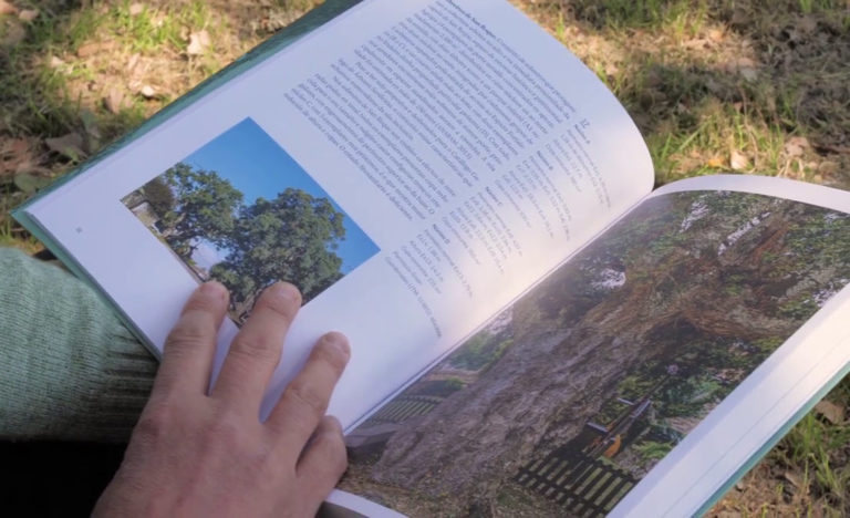 Tomiño presenta un libro que recolle as árbores senlleiras do municipio