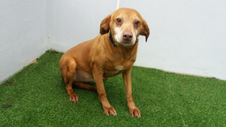 O CAAN da Deputación supera as 200 adopcións de animais no que vai de ano