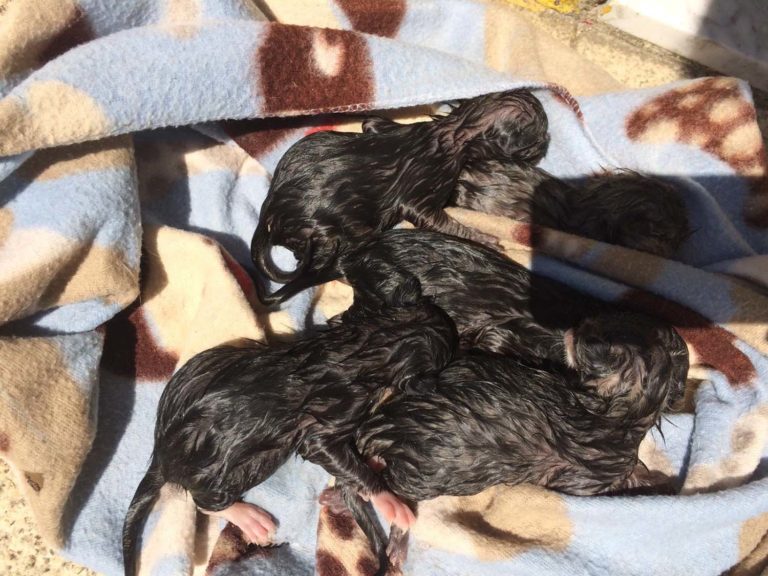 Medio Ambiente de Redondela pide a colaboración veciñal para dar co autor dun delito de maltrato animal na parroquia de Quintela