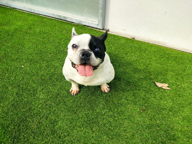 A historia de ‘Rulo’, o bulldog francés que se recupera no CAAN dunha complicada operación de hernia discal