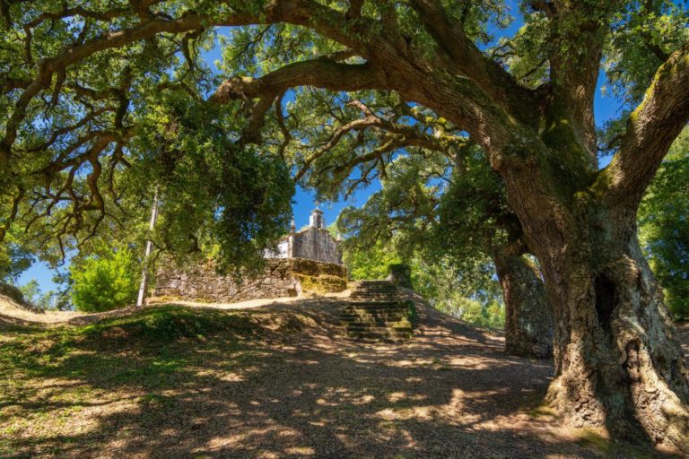 As sobreiras da Ermida da Madalena do Rosal, incluídas no Catálogo de Árbores Senlleiras de Galicia