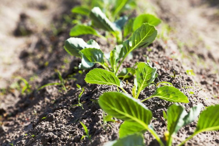 O Rosal acollerá un curso sobre a comercialización de produtos de horta ecolóxica