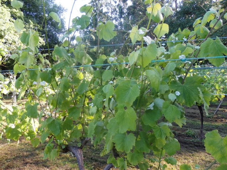 Areeiro segue a recomendar a vixilancia das viñas fronte ao mildio