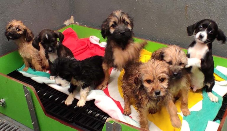 Os sete cachorros rescatacos polo CAAN nun monte de Valga atopan novo fogar en só tres días