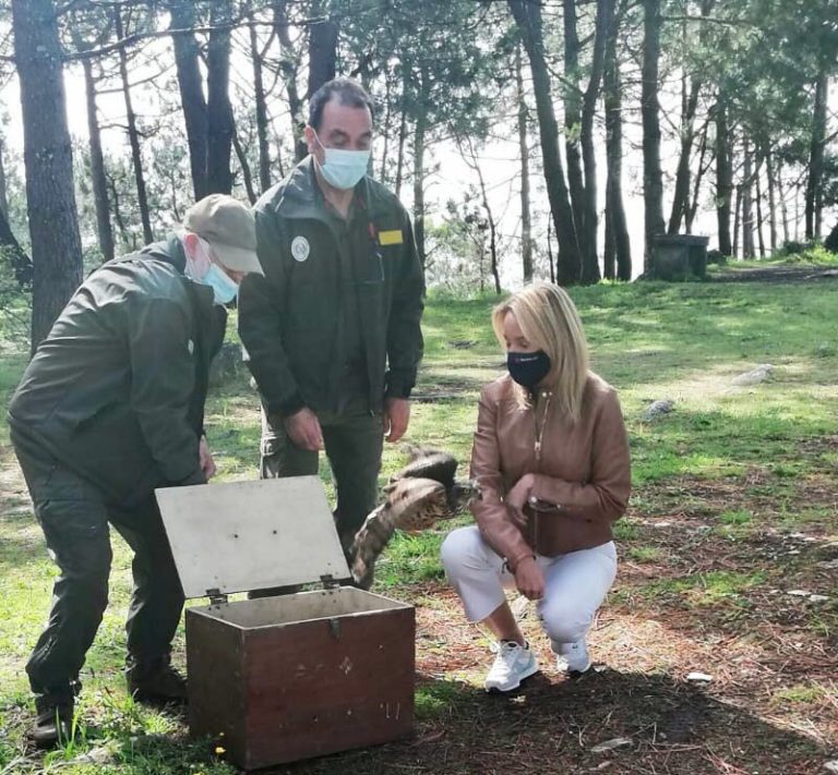 A Xunta solta o azor ferido en Nigrán tras completar a súa recuperación