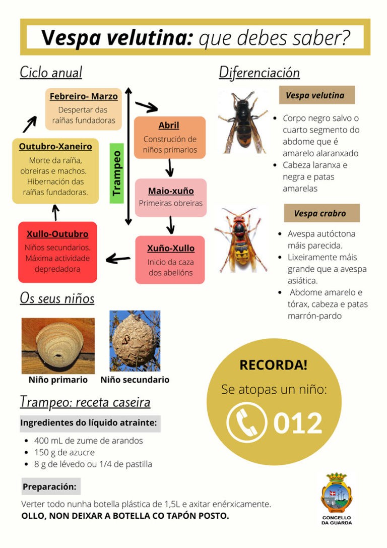 Vespa velutina: que debes saber?