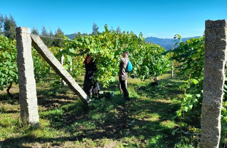 A Deputación de Pontevedra saca a poxa a colleita dos viñedos do Castelo de Soutomaior