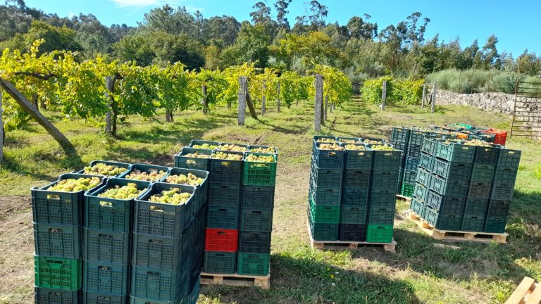 A vendima da finca do Castelo de Soutomaior péchase coa recollida de case que 17.000 quilos de uva